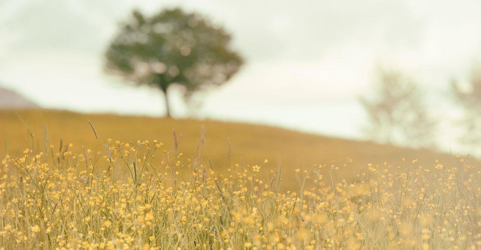 The Chilterns supporting image